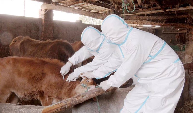 黔西市如何抓实抓细动物疫病防控?让我们一步步揭开其背后的故事。